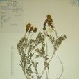 馬銜山黃耆 馬銜山黃耆
