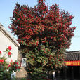 溱潼茶花王 溱潼茶花王