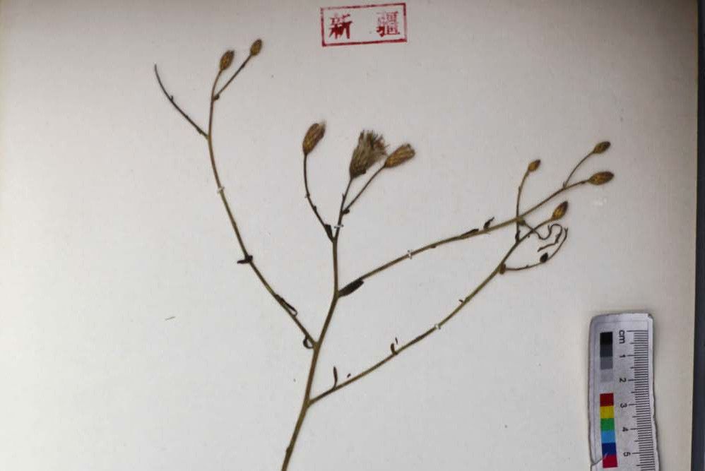 木質風毛菊 木質風毛菊