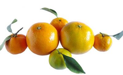 橘子(芸香科柑桔屬的一種水果)