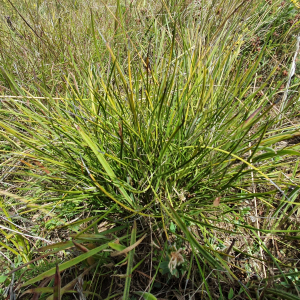 Lepidosperma curtisiae