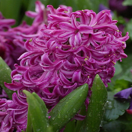 hyacinth(花的種類)