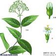 鼎湖耳草 鼎湖耳草