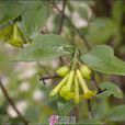 垂穗蕘花(瑞香科蕘花屬植物) 垂穗蕘花(瑞香科蕘花屬植物)