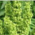 牛舌頭(牛舌頭) 牛舌頭(牛舌頭)