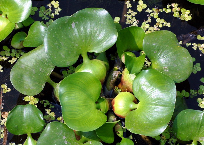 漂浮植物--鳳眼蓮