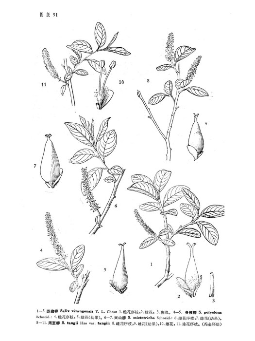興山柳 興山柳