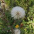 全葉苦苣菜 全葉苦苣菜