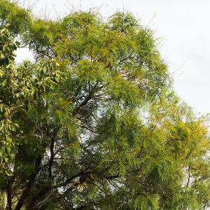 Vachellia amythethophylla