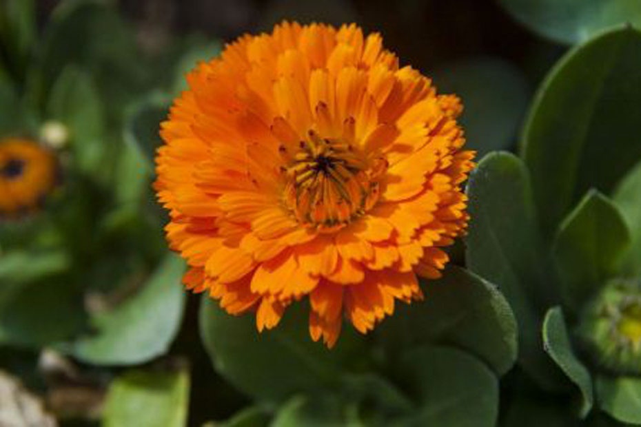 打箭菊(中藥) 打箭菊(中藥)