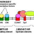 組蛋白基因 組蛋白基因
