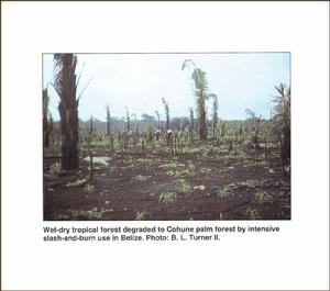 刀耕火種導致的熱帶雨林退化