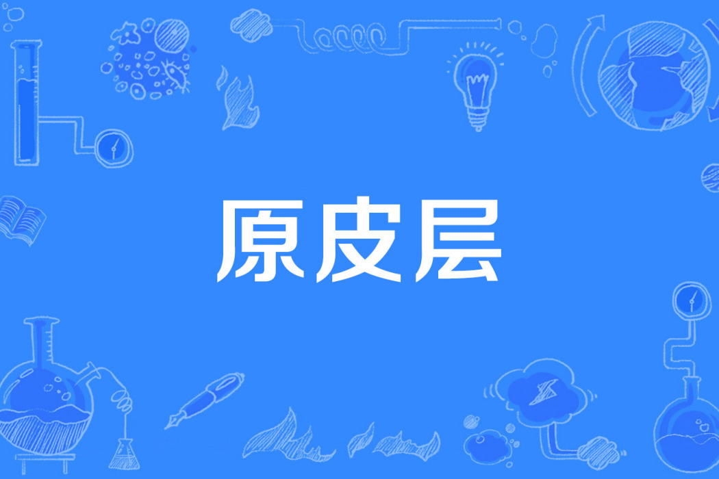 原皮層 原皮層