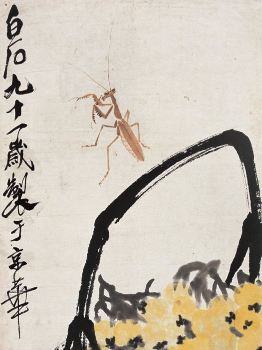 枇杷蟲草 枇杷蟲草