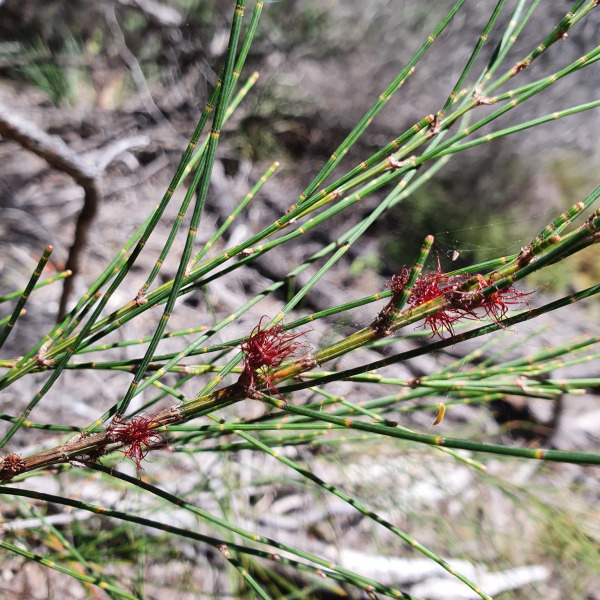 Allocasuarina portuensis