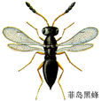 菲島黑蜂 菲島黑蜂