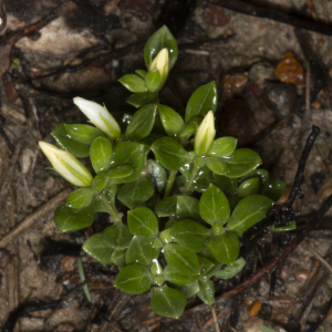 Orianthera pusilla