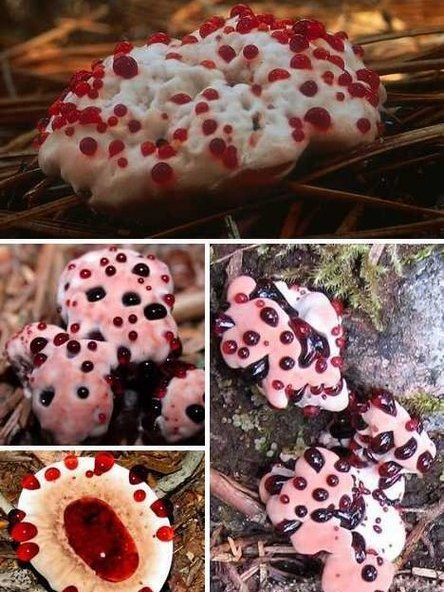 血牙蘑菇 血牙蘑菇