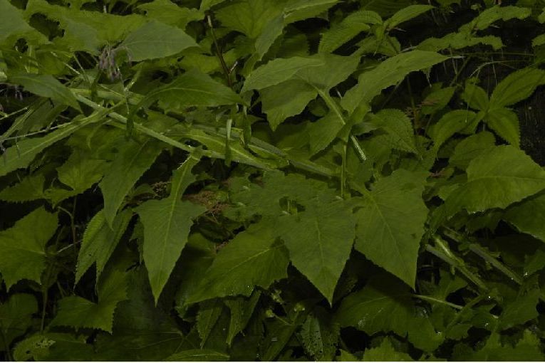雲南孔穎草 雲南孔穎草