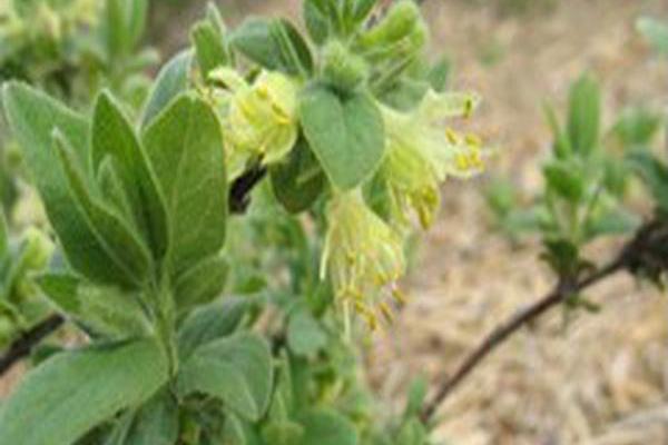 Lonicera caerulea \x27Kiev #8\x27 BLUE VELVET Lonicera caerulea \x27Kiev #8\x27 BLUE VELVET