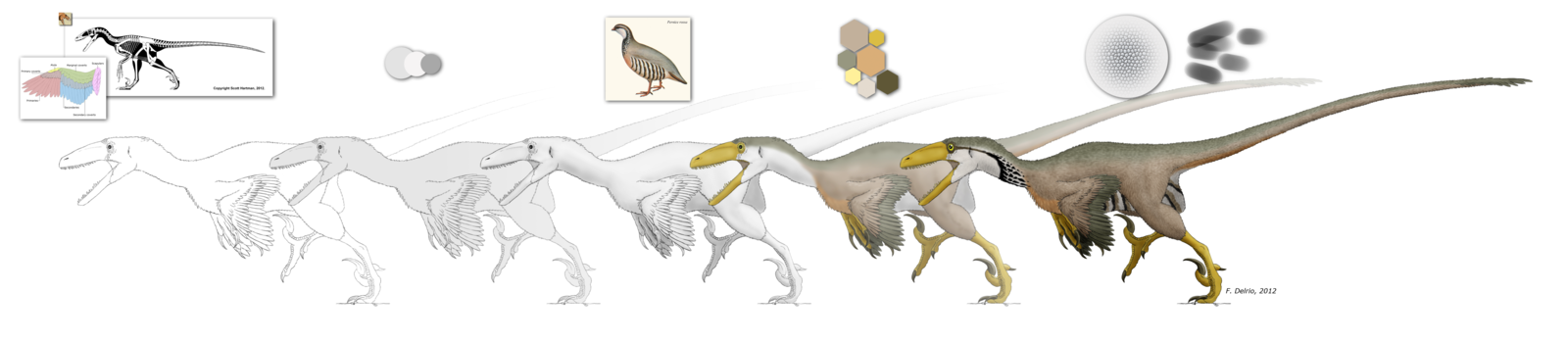 參考鷓鴣羽色的恐爪龍想像圖。