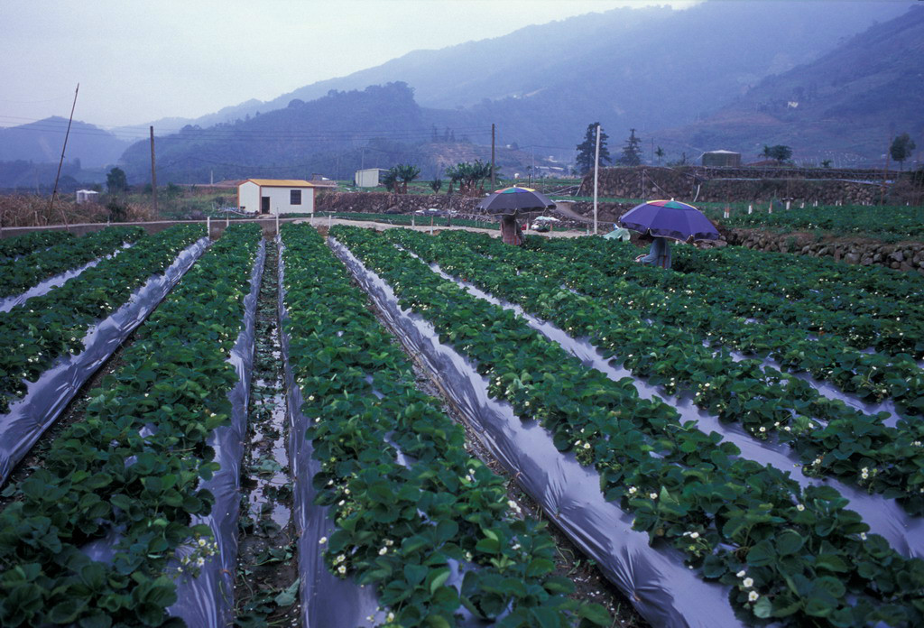 東興村(黑龍江雞西市虎林市寶東鎮下轄村)