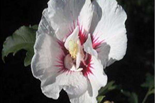 Hibiscus syriacus \x27Minfren\x27 FIRST EDITIONS BALI Hibiscus syriacus \x27Minfren\x27 FIRST EDITIONS BALI