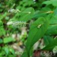 九牛造(植物物種) 九牛造(植物物種)