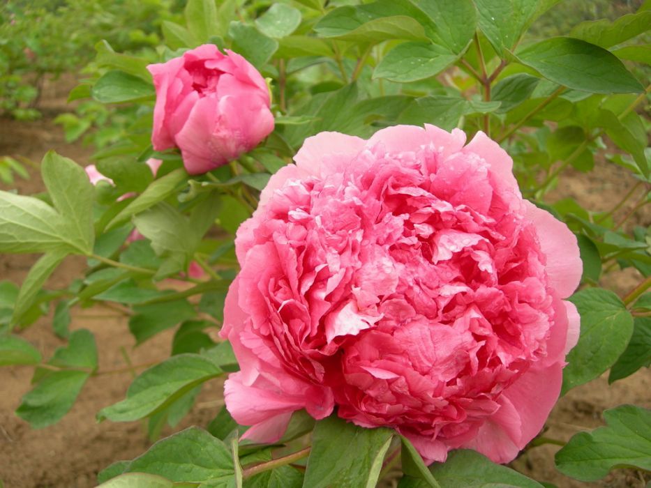 富貴紅(芍藥屬牡丹栽培品種) 富貴紅(芍藥屬牡丹栽培品種)