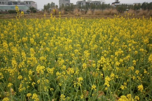 夏寮村 夏寮村