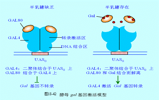 酵母Gal基因激活模型
