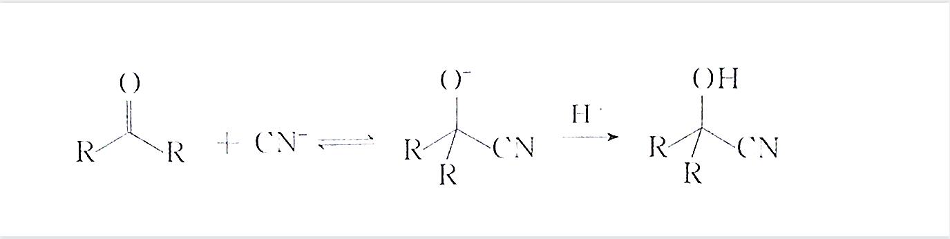 氰根負離子與羰基化合物發生親核加成反應