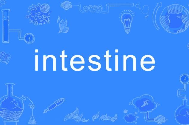 intestine intestine