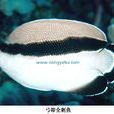 弓帶全刺魚