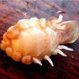 魚怪(寄生蟲) 魚怪(寄生蟲)
