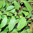 銳齒樓梯草 銳齒樓梯草