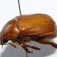 麗金龜