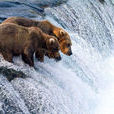 阿拉斯加棕熊