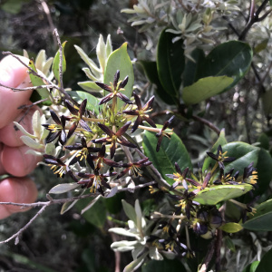 Danais volubilis