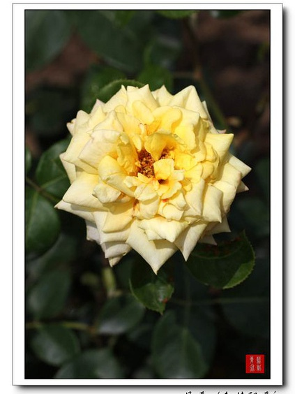 金桂飄香(薔薇屬月季栽培品種) 金桂飄香(薔薇屬月季栽培品種)