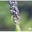 中國槐 中國槐