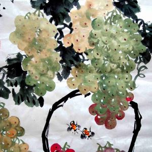 葡萄(Vitis vinifera)