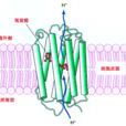 質子泵