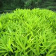 菲黃竹 菲黃竹