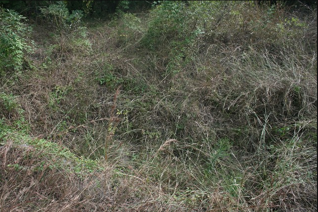 豬山墓群 豬山墓群