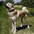 萊卡犬 萊卡犬