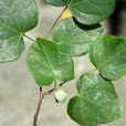 長柄雙花木