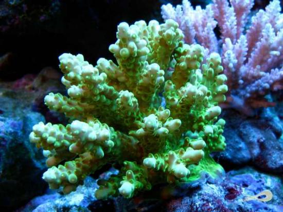 分枝鹿角珊瑚