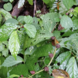 小葉樓梯草 小葉樓梯草