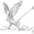 蜥鳥盜龍 蜥鳥盜龍